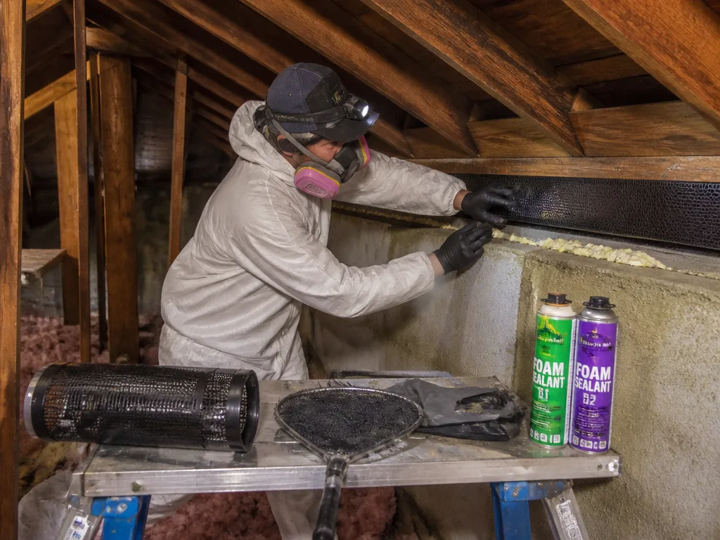 Bat Removal
